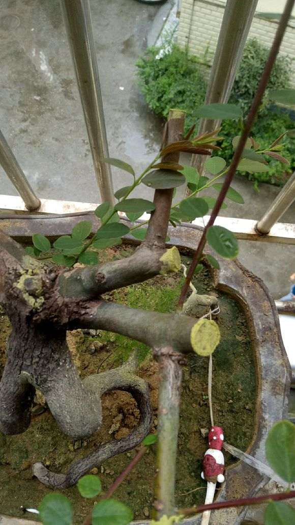 这是火棘下山桩吗 帮忙看看 图片