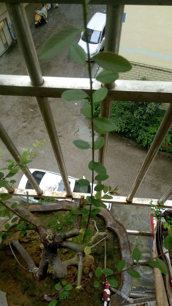 这是火棘下山桩吗 帮忙看看 图片