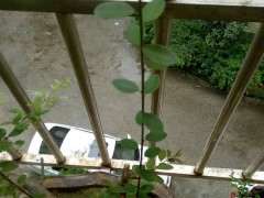 这是火棘下山桩吗 帮忙看看 图片