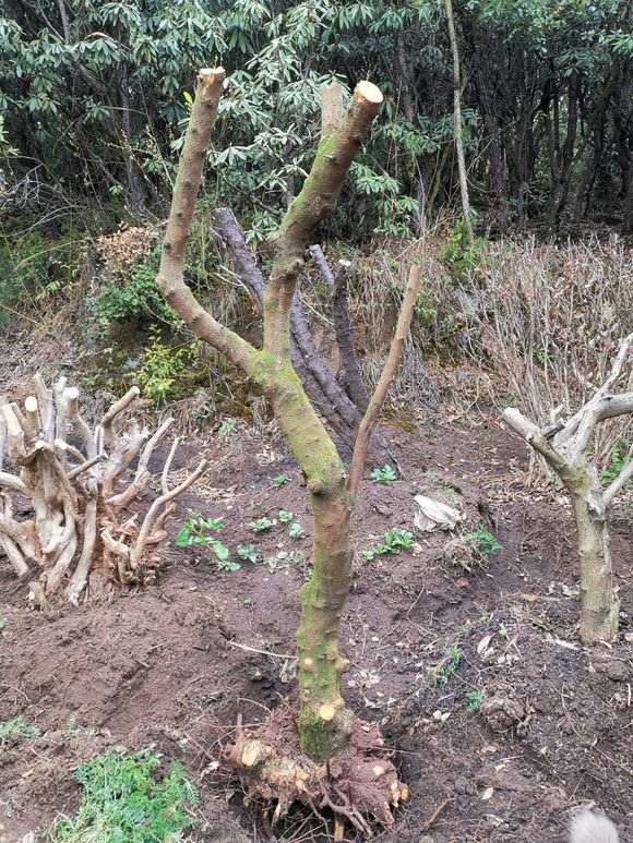 为什么火棘下山桩没有根都可以活 图片