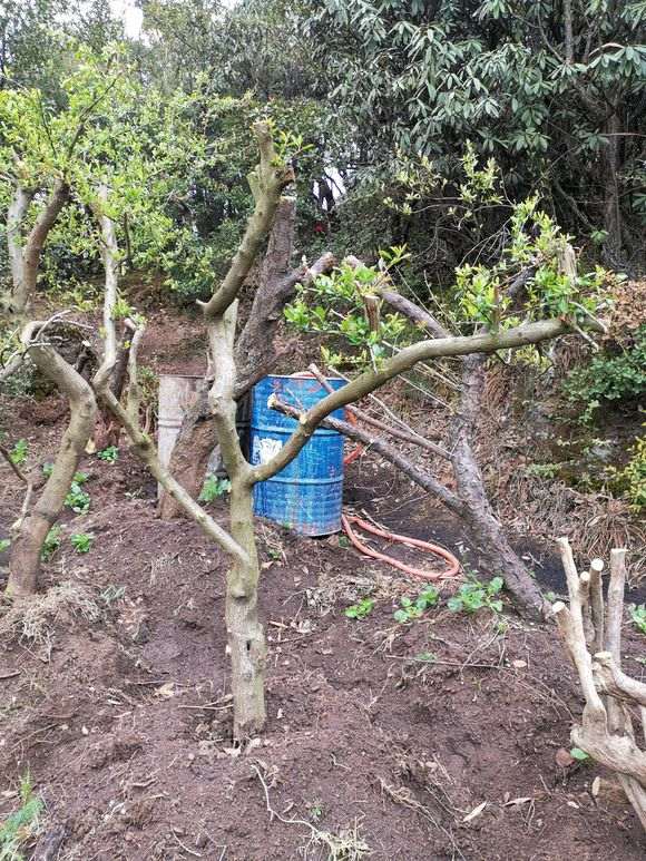 为什么火棘下山桩没有根都可以活 图片