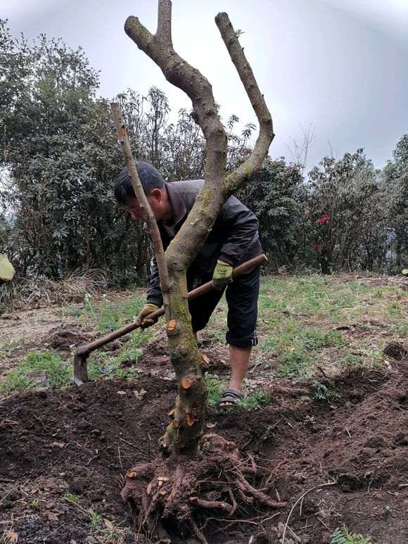 为什么火棘下山桩没有根都可以活 图片