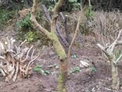 为什么火棘下山桩没有根都可以活 图片