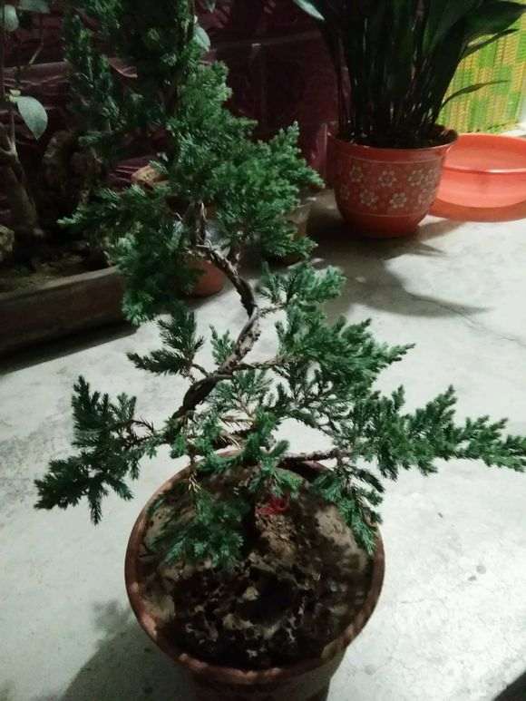 为什么火棘下山桩刚结果就全掉了 图片