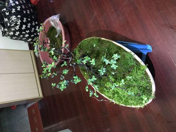 为什么火棘下山桩刚结果就全掉了 图片