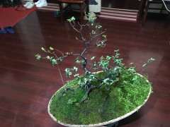 为什么火棘下山桩刚结果就全掉了 图片