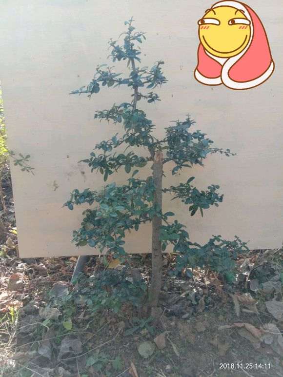 为什么养了2年的火棘下山桩不开花结果