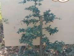 为什么养了2年的火棘下山桩不开花结果