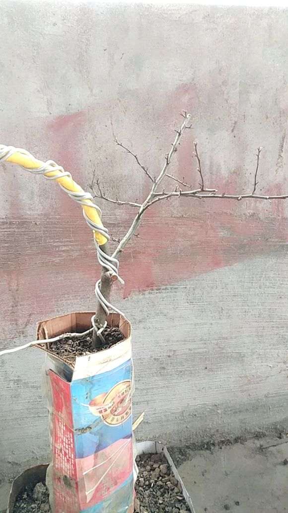 为什么火棘下山桩移植 又失败了 图片