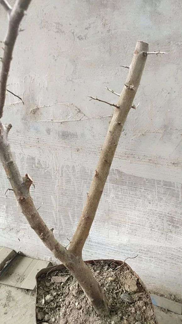 为什么火棘下山桩移植 又失败了 图片