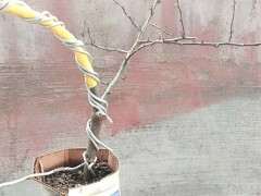 为什么火棘下山桩移植 又失败了 图片