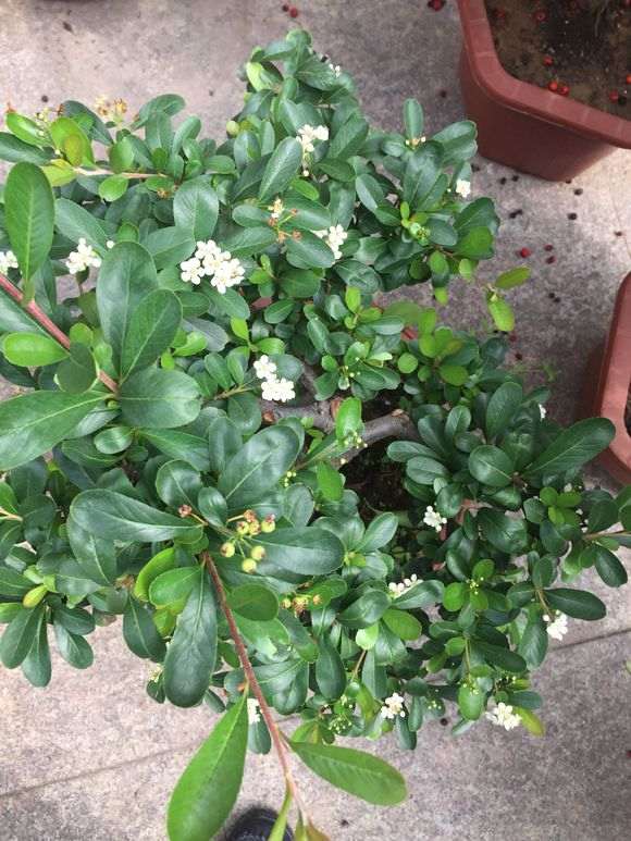 为什么火棘下山桩 才开始开花结果