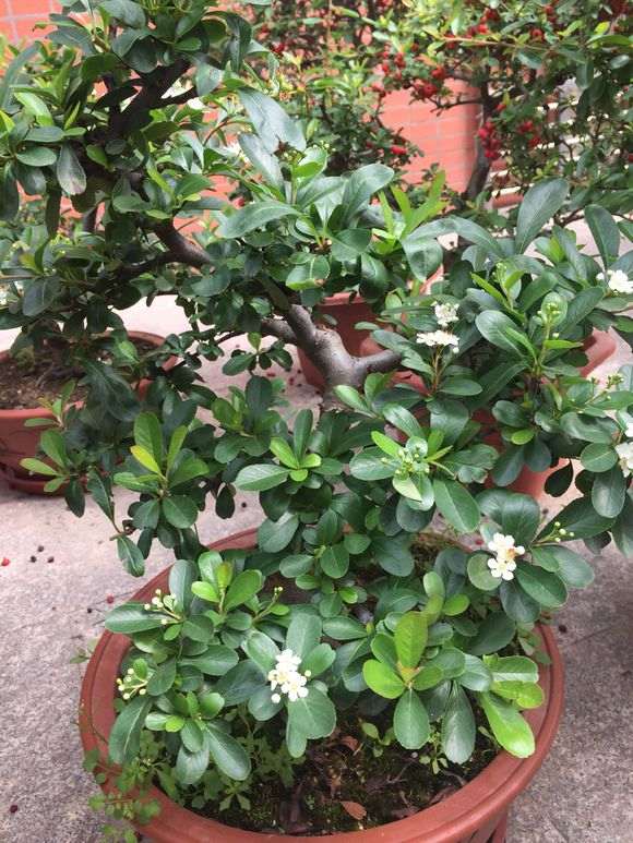 为什么火棘下山桩 才开始开花结果