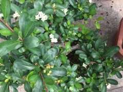 为什么火棘下山桩 才开始开花结果