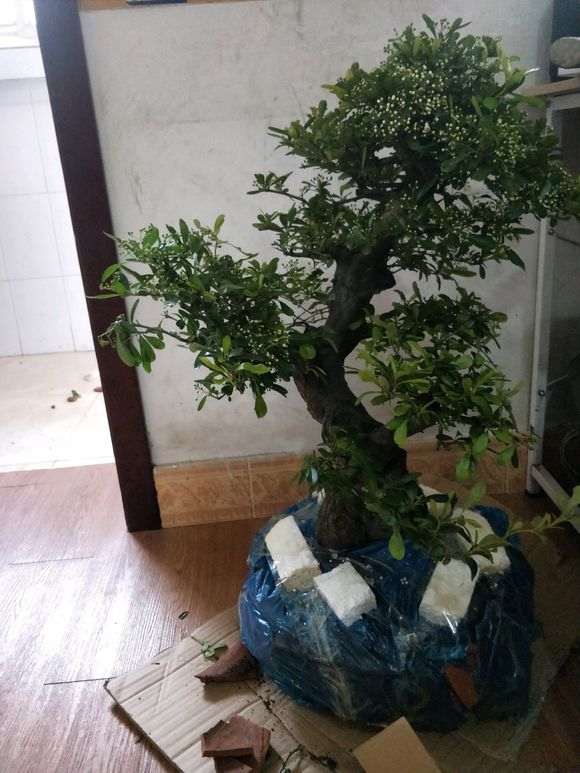 为什么火棘下山桩就喜欢晒太阳 图片