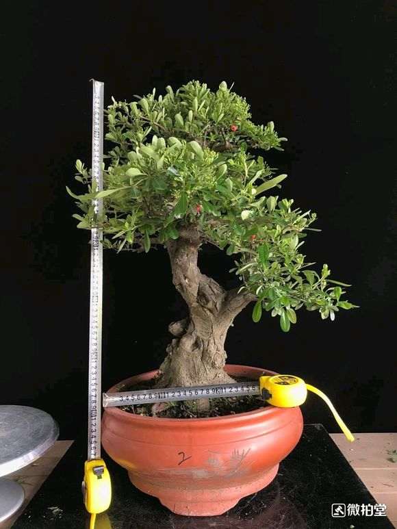 为什么火棘下山桩就喜欢晒太阳 图片