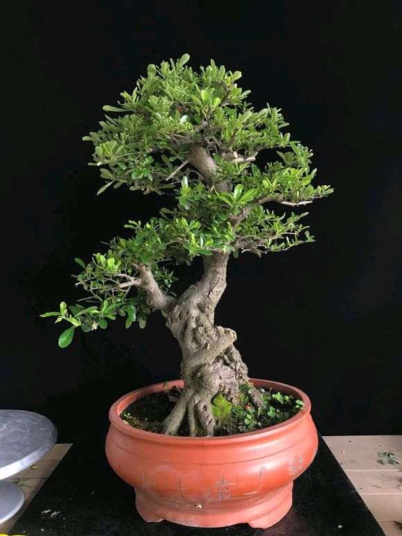 为什么火棘下山桩就喜欢晒太阳 图片