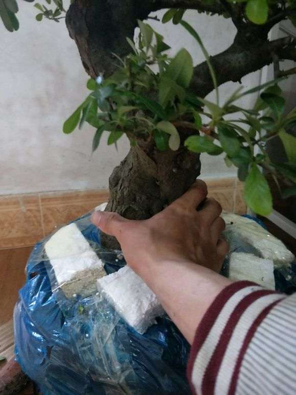 为什么火棘下山桩就喜欢晒太阳 图片