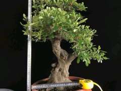 为什么火棘下山桩就喜欢晒太阳 图片