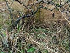 火棘下山桩有没有价值 值得挖吗 图片