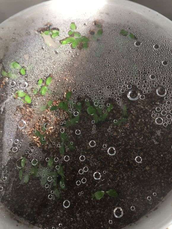 火棘下山桩发芽后 怎么办 图片