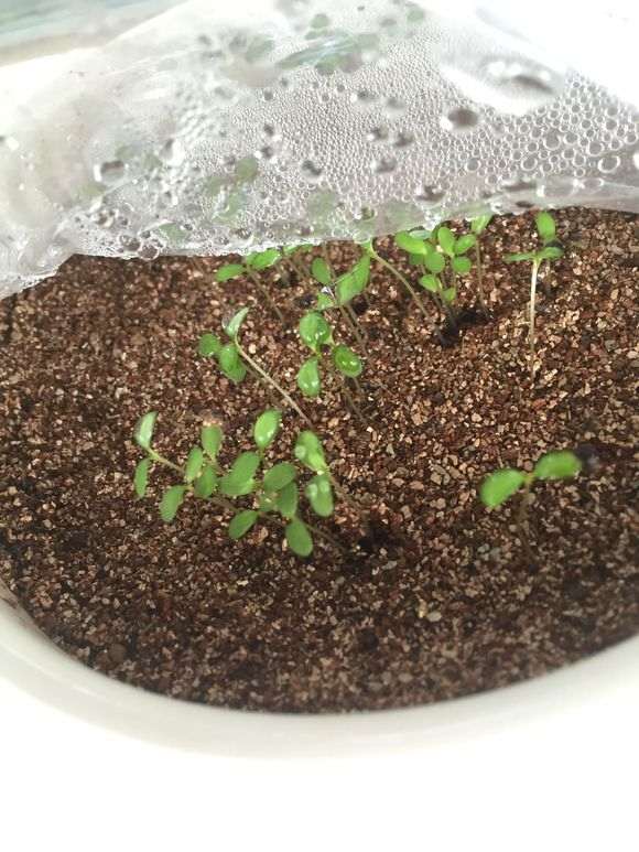 火棘下山桩发芽后 怎么办 图片