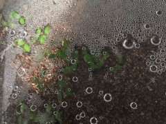 火棘下山桩发芽后 怎么办 图片