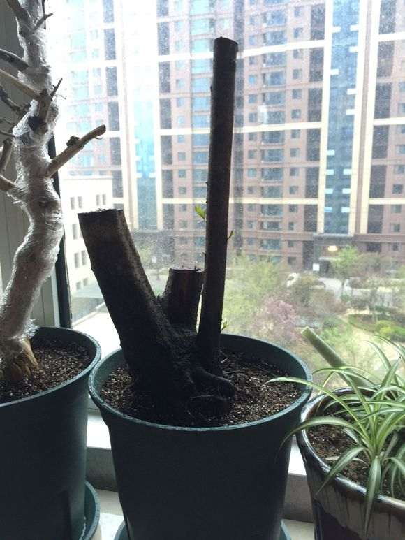 火棘下山桩已经发芽了 怎么样 图片