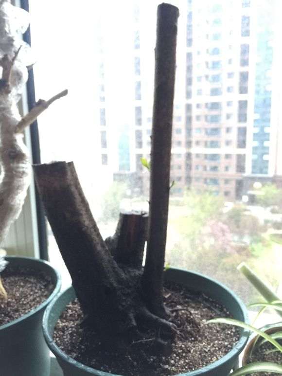 火棘下山桩已经发芽了 怎么样 图片