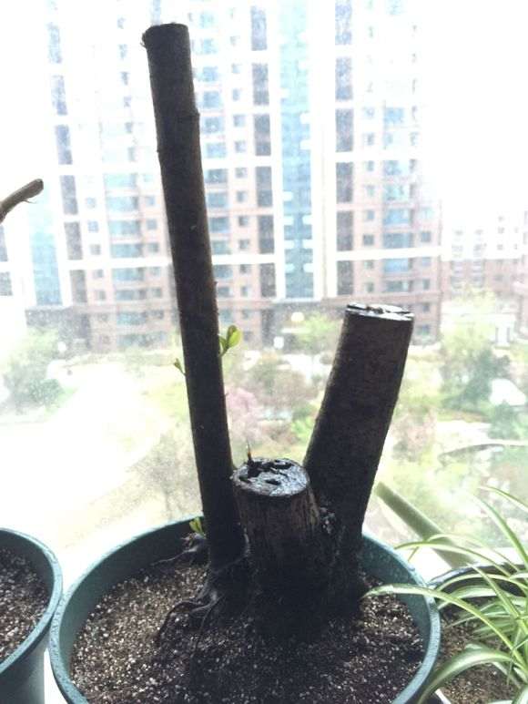 火棘下山桩已经发芽了 怎么样 图片