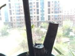 火棘下山桩已经发芽了 可以吗 图片