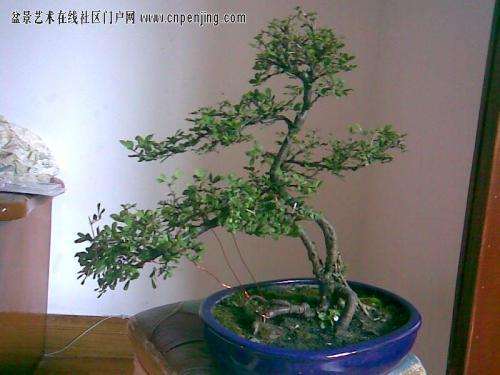 金雀下山桩 冬季需要放室内越冬吗