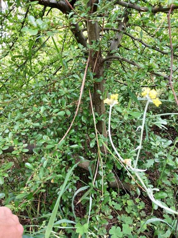 10年老桩火棘下山桩 价格多少钱 图片