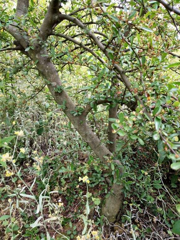 10年老桩火棘下山桩 价格多少钱 图片