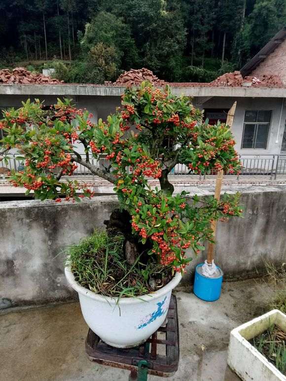 为什么栽了2年 火棘下山桩才结果 图片