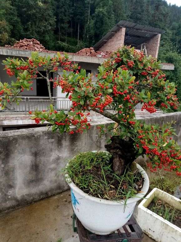 为什么栽了2年 火棘下山桩才结果 图片