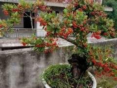 为什么栽了2年 火棘下山桩才结果 图片