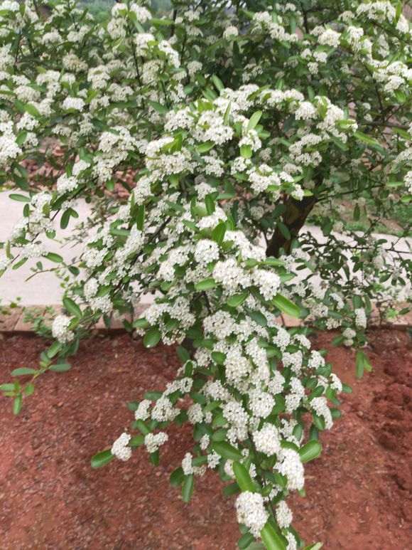 为什么我的火棘下山桩不开花结果呢