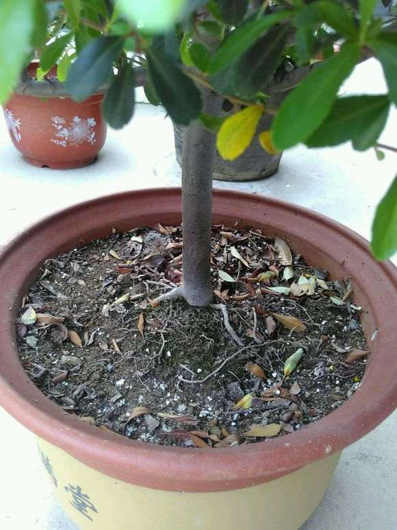 为什么我的火棘下山桩不开花结果呢