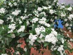 为什么我的火棘下山桩 不开花结果呢