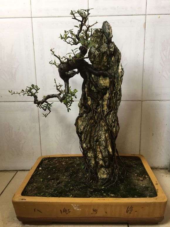 火棘下山桩制作附石盆景 怎么样 图片