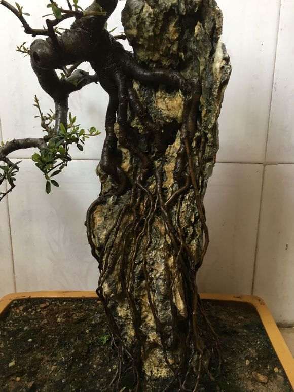 火棘下山桩制作附石盆景 怎么样 图片