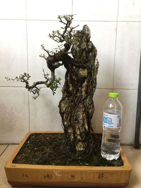 火棘下山桩制作附石盆景 怎么样 图片