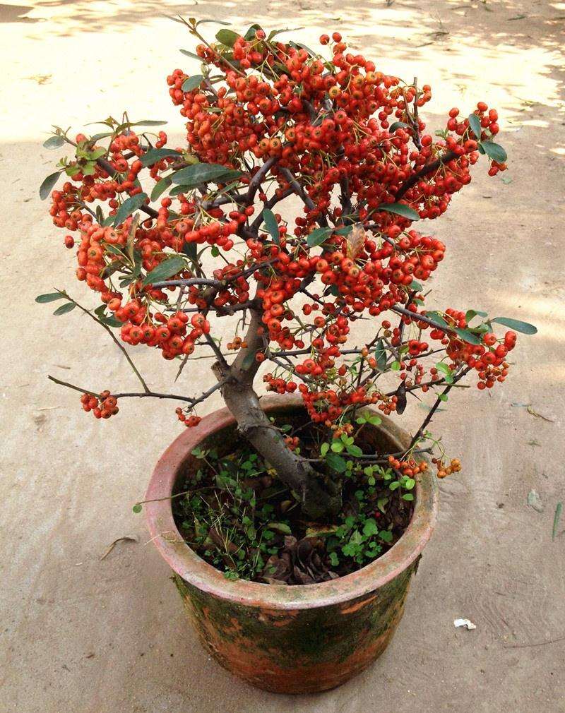 为什么火棘下山桩 怎么就不好养呢