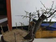 为什么火棘下山桩 怎么就不好养呢