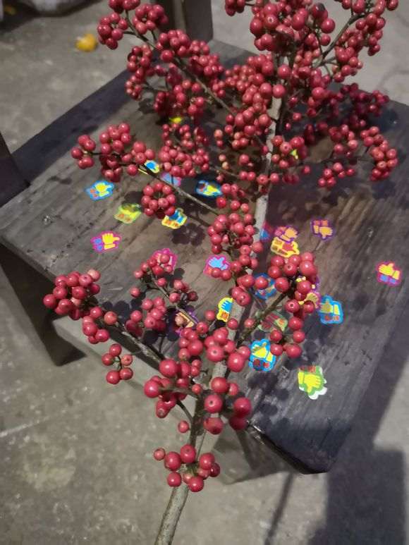 火棘下山桩吗 红彤彤的好漂亮 图片