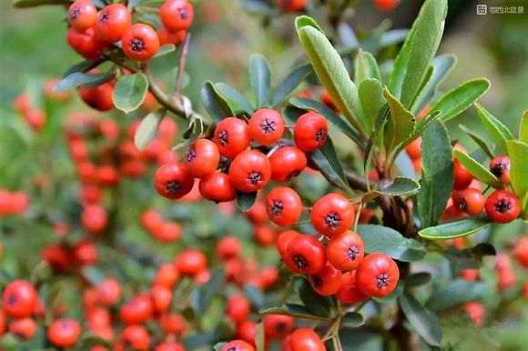 火棘下山桩吗 红彤彤的好漂亮 图片