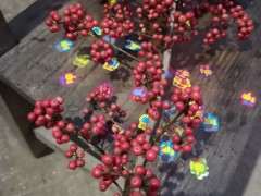 火棘下山桩吗 红彤彤的好漂亮 图片