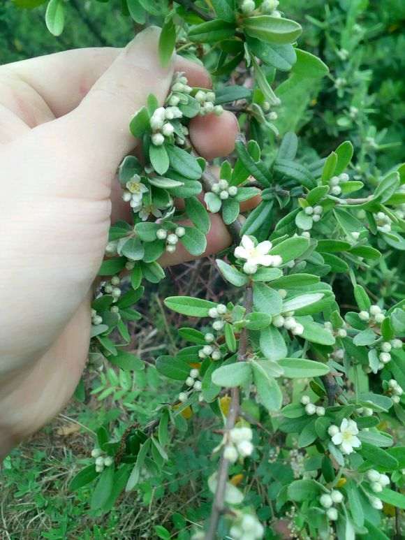 老师 这是什么品种火棘下山桩 图片