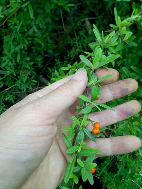 老师 这是什么品种火棘下山桩 图片